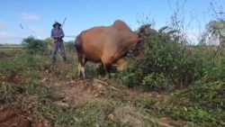 Info Martí | El campo cubano hoy no produce