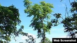 Caobas africanas.Jardin Botánico Nacional.Cuba