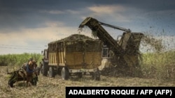 Cosechadora de caña de azúcar en el ingenio Central Azucarero Antonio Sánchez, el 17 de marzo de 2022 en Aguada de Pasajeros, Cienfuegos. (Adalberto Roque/AFP)