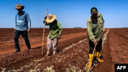 Agricultores cubanos preparan la tierra para el cultivo. (Archivo)