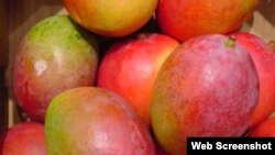 Cuba exporta sus mejores mangos a Europa