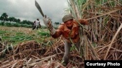 La zafra azucarera 2013-2014 ha sido extendida a mayo en Cuba, "hasta que las lluvias lo permitan"