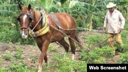 Campesino cooperativista Niquero, Cuba