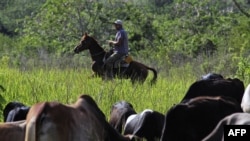 Un campesino cubano arrea un rebaño de reses en San Antonio de los Baños (Agencia AFP).