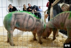 Cerdo, exposición del artista cubano Danilo Maldonado, conocido como "El Sexto", en la Market Galery en Miami (EEUU 25 de febrero de 2016.