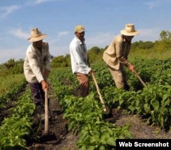 Campesinos cubanos