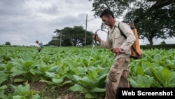 Cosechero de tabaco riega plaguicida en su plantación en Pinar del Río.