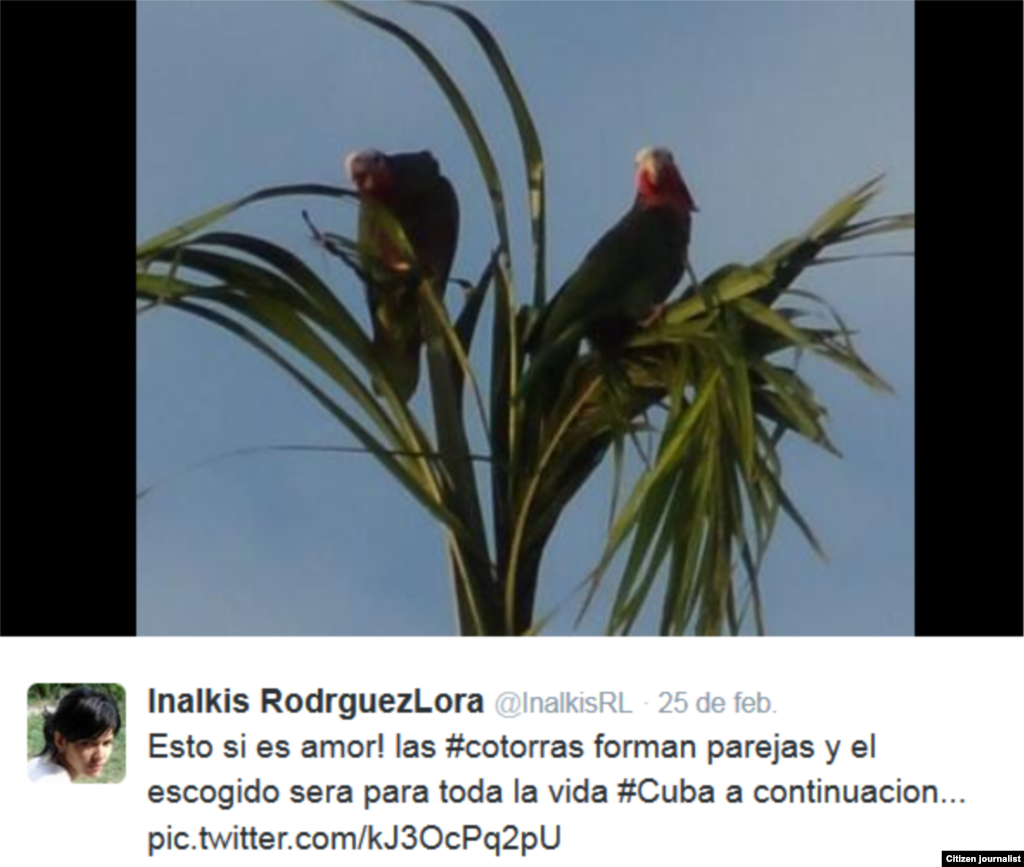 fauna cubana @inalkisRL