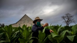 Campesinos denuncian que preparativos de zafra del tabaco están muy atrasados