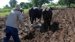 Gobierno cubano pide a campesinos trabajar más "pero sin nada a cambio"