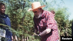 Fidel Castro en labores agrícolas con la moringa. 