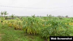 El paso de Alberto por las proximidades de Pinar del Río causo severos daños a la agricultura en la región.