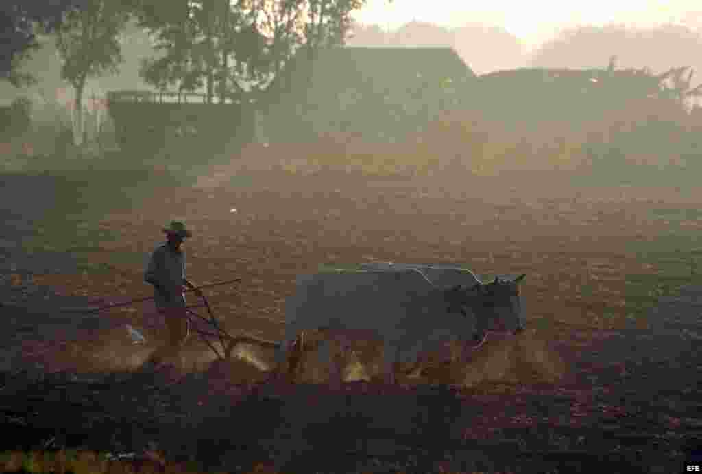 Seg&uacute;n la ONE, se produjeron 16,900 toneladas menos de papa y yuca que en igual per&iacute;odo del a&ntilde;o anterior. 