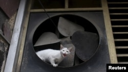 Un gato de la calle en La Habana, en una foto de febrero del 2016.