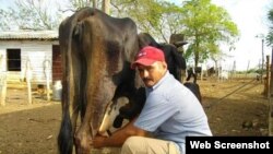 Campesino cubano ordeñando una vaca