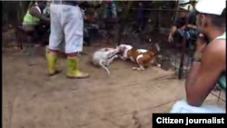 Peleas de perros en Cuba