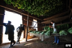 Una casa de secado de hoja de tabaco en Pinar del Río.