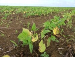 Plantación de frijoles en Ciego de Ávila. (Captura de imagen/Radio Surco)