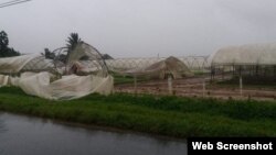 Afectaciones a cosecha tabacalera en Pinar del Río. 