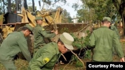 Brigadas de reclutas del Servicio Militar trabajan en la recogida de árboles. Foto CMHW.