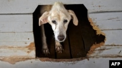 En las calles de La Habana abundan los perros abandonados, este corrió mejor suerte en el refugio creado por Noris Pérez. (YAMIL LAGE / AFP)