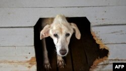 Un perro abandonado en las calles de La Habana, el 28 de septiembre de 2020. (Yamil Lage / AFP).