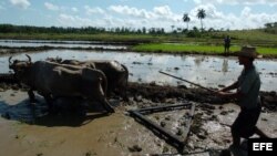 Campesinos cubanos preparan el terreno para la siembra de arroz.