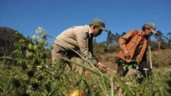 Estado cubano incumple promesas a los campesinos