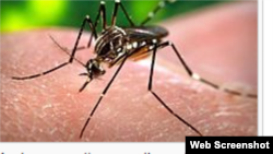 Virus del Zica es transmitido por mosquitos Aedes Aegyptis.