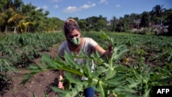 Una mujer trabaja en una granja en La Habana. (YAMIL LAGE / AFP)