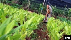 Cuba, agricultura. 